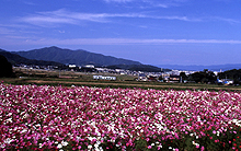 「秋桜畑とJR小浜線」/吉本　與一　様